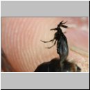 Schlupf eines Stylops-Maennchens 10.jpg